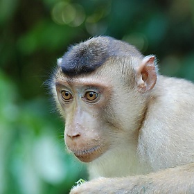 Long-Tailed Macaque, Sepilok, Borneo, Malaysia - Paul Mannix