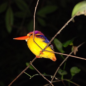 Roosting kingfisher,  Kinabatangan, Borneo, Malaysia - Paul Mannix Roosting kingfisher,  Kinabatangan, Borneo, Malaysia - Paul Mannix