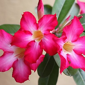 Melaka, Malaysia - yeowatzup