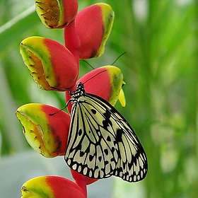 Malaysia - Penang Butterfly Gardens - 16 - mckaysavage