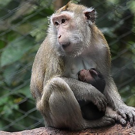 monkey mummy nursing her baby - Sandy Kirchlechner