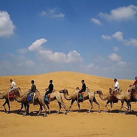 Camels in Inner Mongolia - mooney47