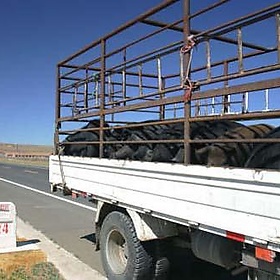 Transport of pigs in the grass rangelands of Inner Mongolia - ILRI