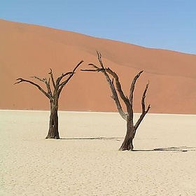 Dead vlei 2 - yaaaay