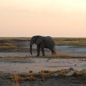 Etosha National Park, Namibia - Sara&Joachim