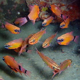 Ring-tail Cardinalfish, Apogon aureus - NeilsPhotography
