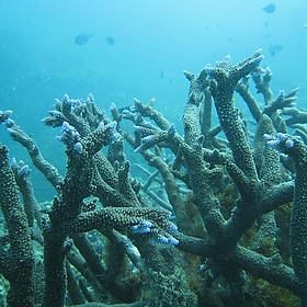 Ningaloo snorkelling - lin padgham