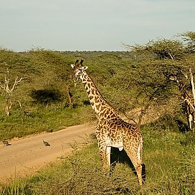 Giraffe - wwarby Giraffe - wwarby