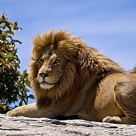 Male Lion on Rock - wwarby