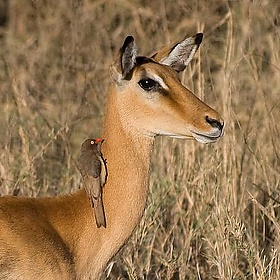 Impala with Red-billed Oxpecker - Stig Nygaard