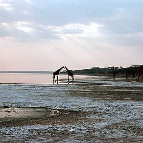 Giraffes kissing by lake Magadi - mwanasimba