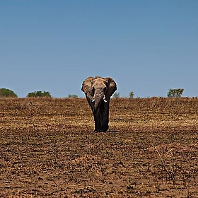 Elefante / Elephant - Noel Feans