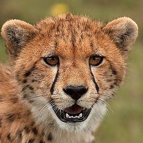 cheetah juvenile - malcolmcerfonteyn