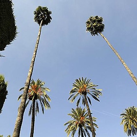 Palm Trees - Son of Groucho