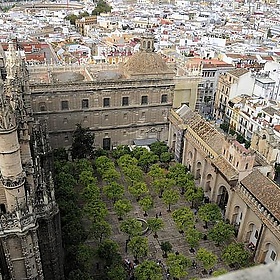 The Orange Tree Patio - Son of Groucho