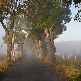Avenue a misty morning in falltime - Per Ola Wiberg ~ Powi