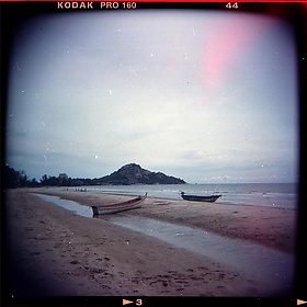 สวนสน - vikkies