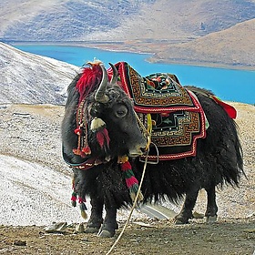 DSCN5809 - archer10 (Dennis)