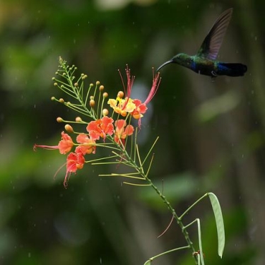 Barbados