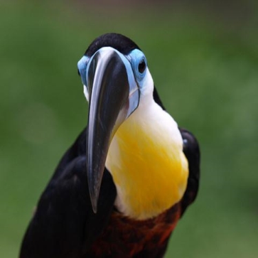 Barbados