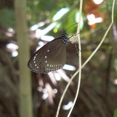 Fiji
