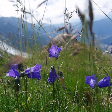 French Alps