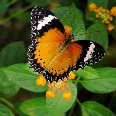 Malaysia