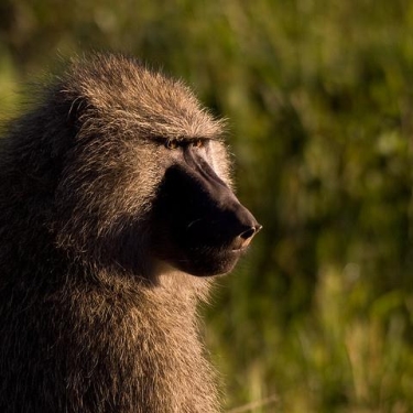 Serengeti