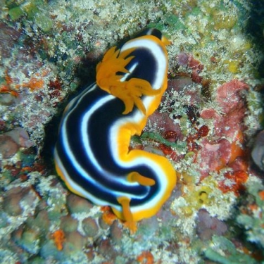 Zanzibar