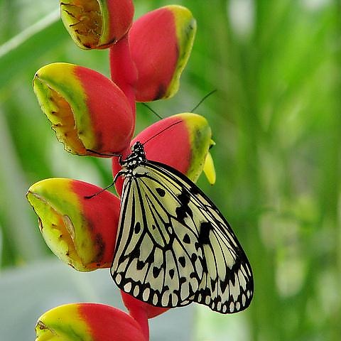Malaysia