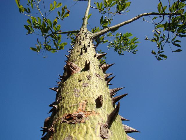 Paineira-rosa / Silk-floss-tree, tronco e espinhos, jovem (Ceiba speciosa). Brazilian native
