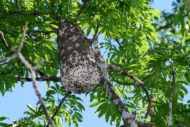 Arboreal nest