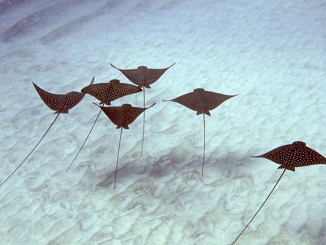 Spotted Eagle Ray formation, Keauhou Bay, Big Island, Hawaii.