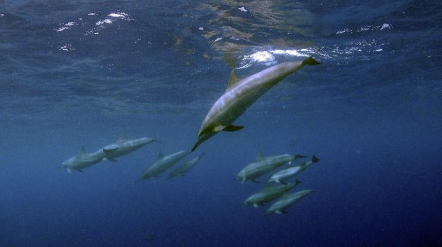 Dolphin Dance, Kona Coast, Big Island, Hawaii.