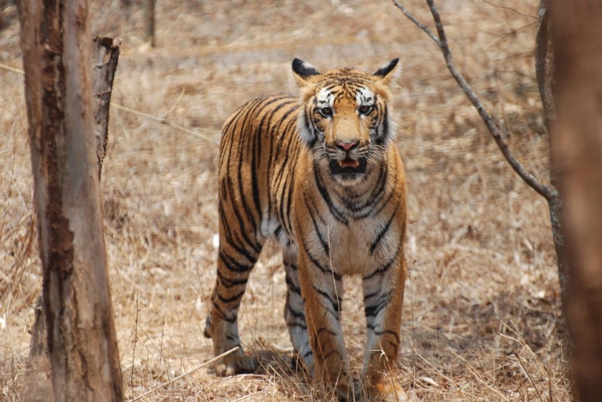 Bengal tiger, Karnataka, India