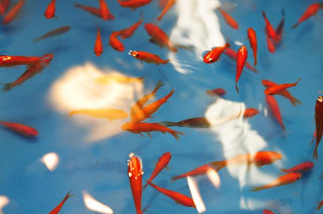 asagaya tanabata Festival_00007