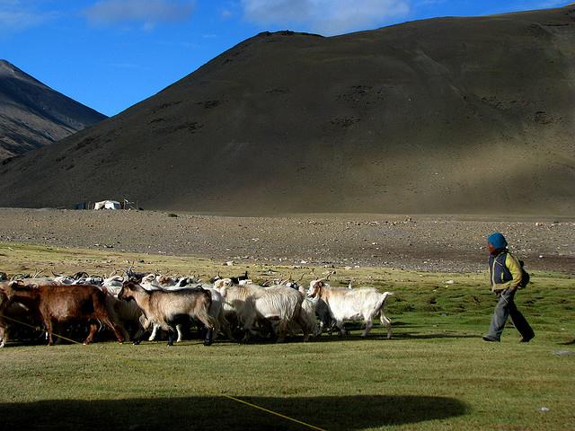 India - Ladakh - Trekking - 077 - sending out the herds in the monring