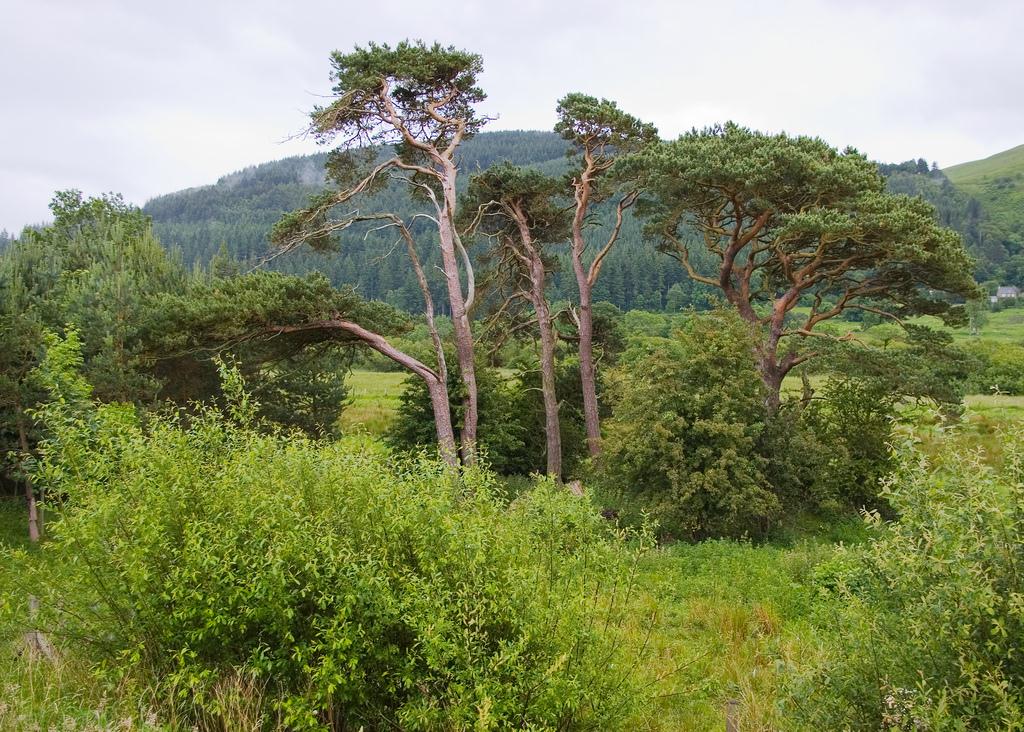 Lake District Cumbria Trees