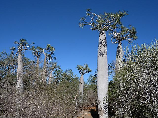 Pachypodium, Tsimanampetsotsa, Madagascar