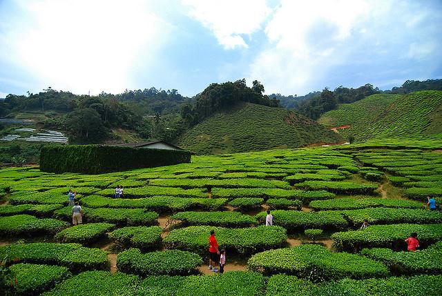 Past works - Malaysia