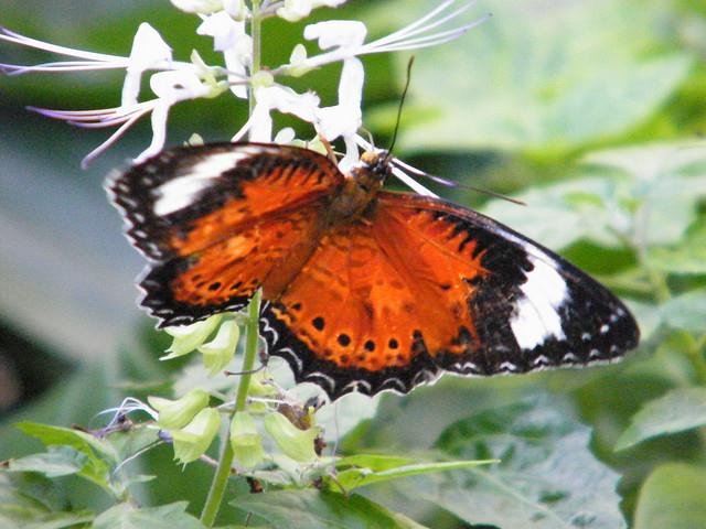Colourful butterfly @Melbourne Zoo