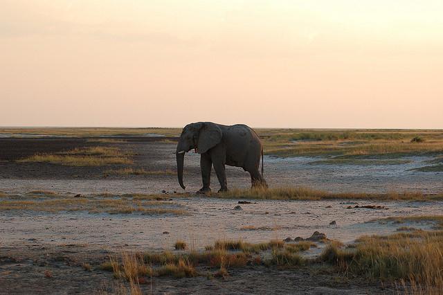 Etosha National Park, Namibia