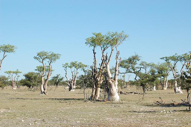 Etosha National Park, Namibia