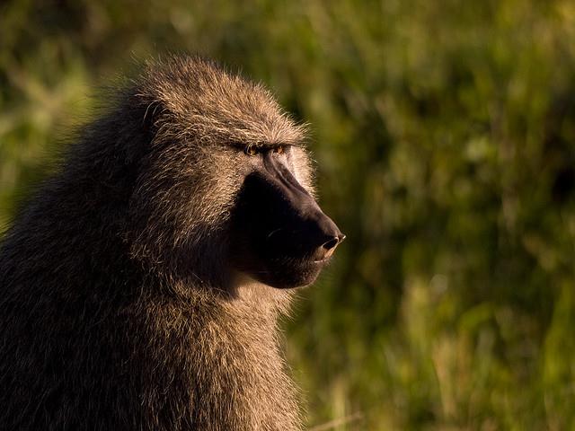 Olive Baboon