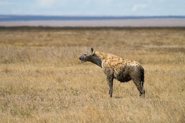 Spotted Hyena
