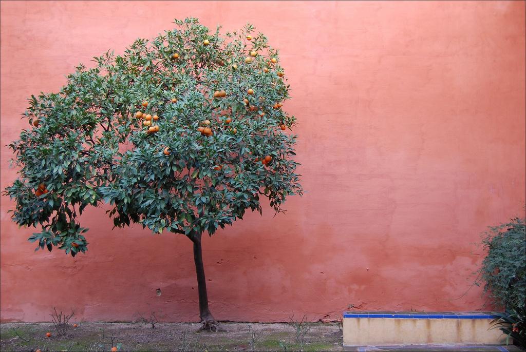Arbolito // A little orange tree