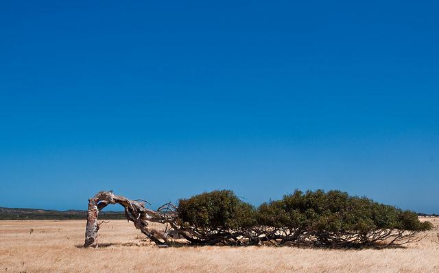 Gone Driveabout 6, Twisted Gum near Geraldton, Western Australia, 24 Oct. 2010