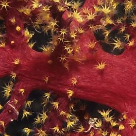 Red and yellow soft coral, Fiji - derekkeats