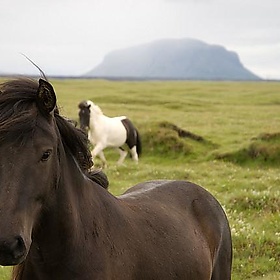 Icelandic Ponies - quinet