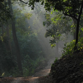 Corbett national park forest - netlancer2006